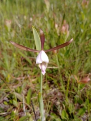 Cleistesiopsis oricamporum