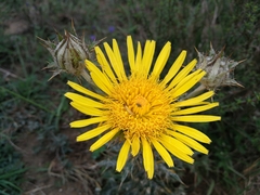 Berkheya decurrens