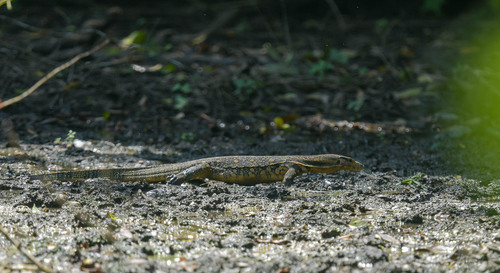 Varanus salvator