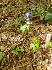 Delphinium alabamicum