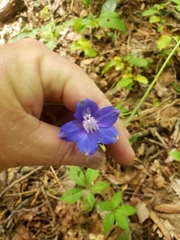 Delphinium alabamicum
