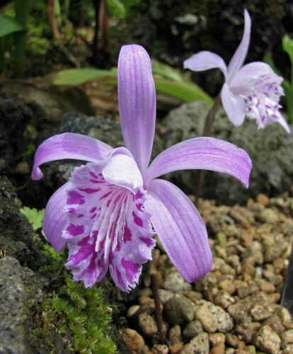 Yunnan Pleione