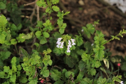 Image of Salvia obtusata by (c) Karen Eichholz, some rights reserved (CC BY)
