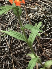 Castilleja hispida hispida