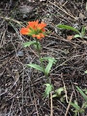 Castilleja hispida hispida