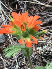 Castilleja hispida hispida