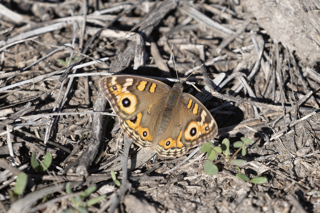 Meadow Argus from Gurley NSW 2398, Australia on May 15, 2024 at 11:09 ...