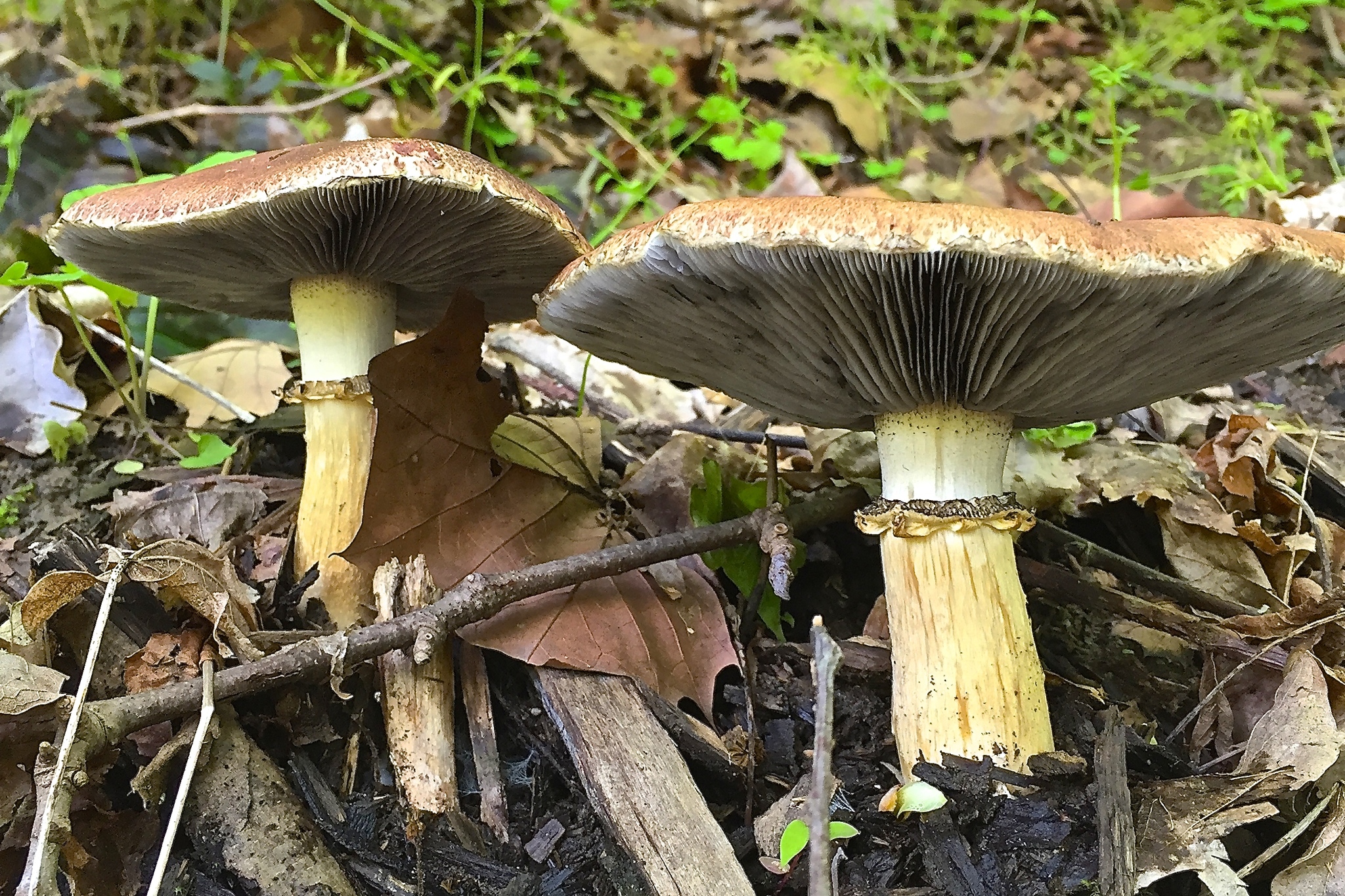 Stropharia rugosoannulata image