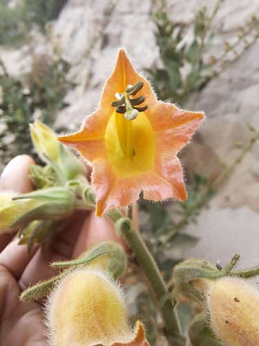 Tobacco (Nicotiana glutinosa)