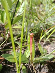 Sarracenia