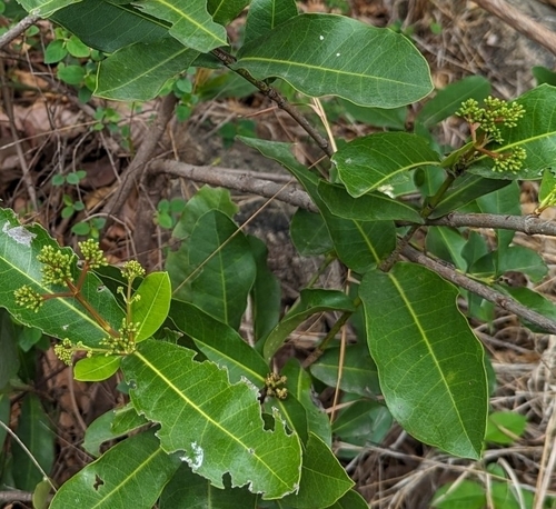 Torch tree (Ixora pavetta)