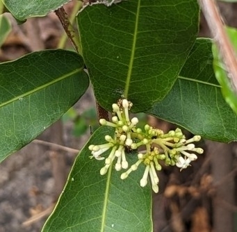 Image of Ixora pavetta by (c) Ravuri Krishna Chaitanya, some rights reserved (CC BY)