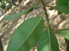 Ficus elastica