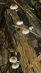 Mycena chlorophos