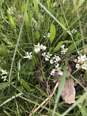Cochlearia officinalis
