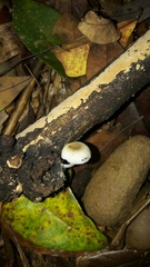 Mycena chlorophos