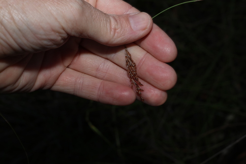 Image of Slender Twine-Rush (Leptocarpus tenax) by (c) Greg Tasney, some rights reserved (CC BY-SA)