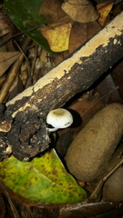 Mycena chlorophos