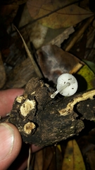 Mycena chlorophos