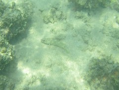 Epinephelus labriformis