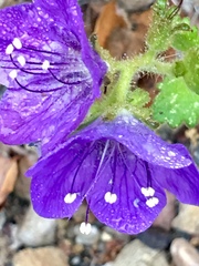 Phacelia grandiflora