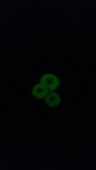 Mycena chlorophos