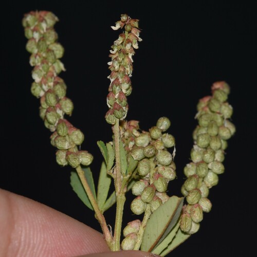 Melilotus indicus observed 2024-05-18