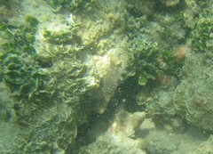 Canthigaster punctatissima