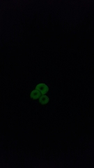 Mycena chlorophos