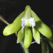 Straggly Pencil Orchid - Photo (c) Lachlan Copeland, some rights reserved (CC BY-NC), uploaded by Lachlan Copeland