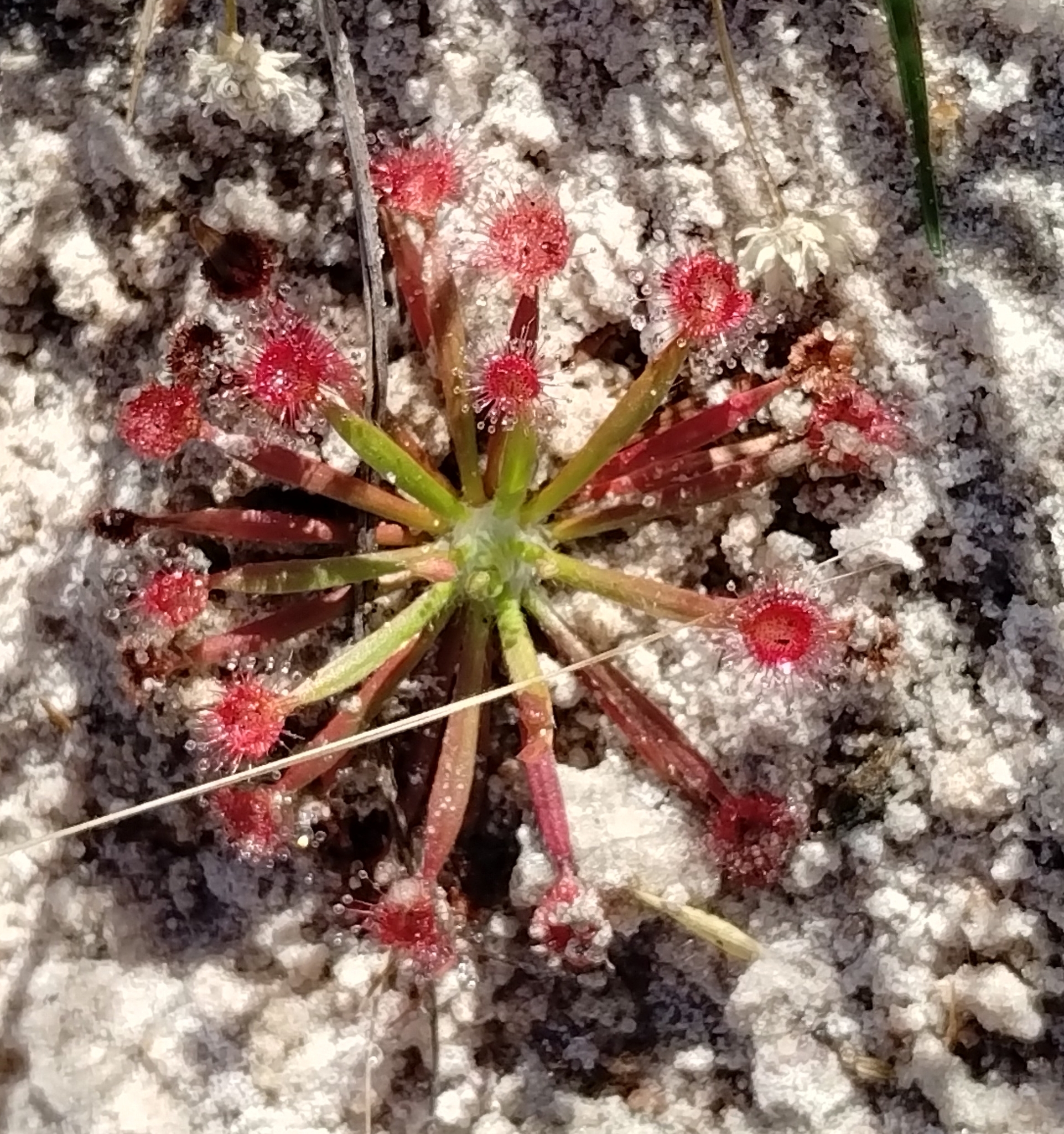 Drosera fulva Planch.