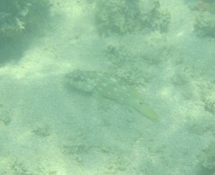 Epinephelus labriformis