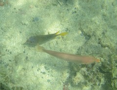 Halichoeres dispilus