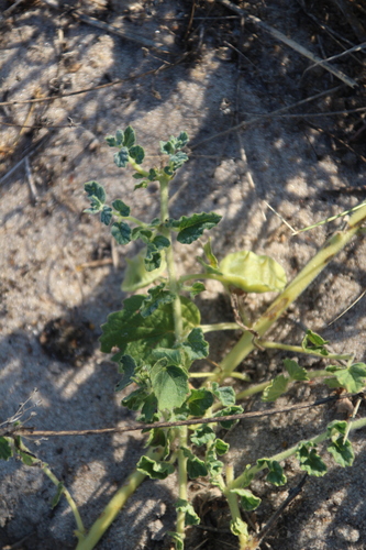 Image of Dicerocaryum eriocarpum by no rights reserved
