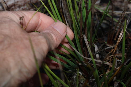 Image of Juncus prismatocarpus by (c) Greg Tasney, some rights reserved (CC BY-SA)