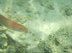 Halichoeres dispilus