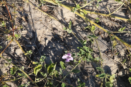 Image of Dicerocaryum eriocarpum by no rights reserved