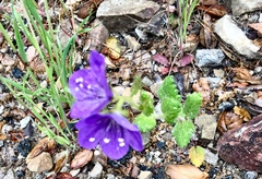 Phacelia grandiflora