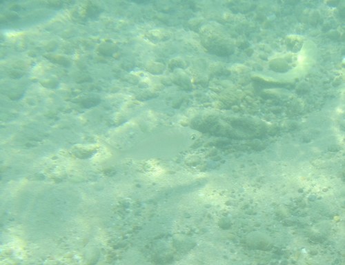 Eucinostomus currani
