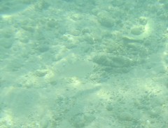 Eucinostomus currani