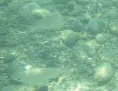 Eucinostomus currani