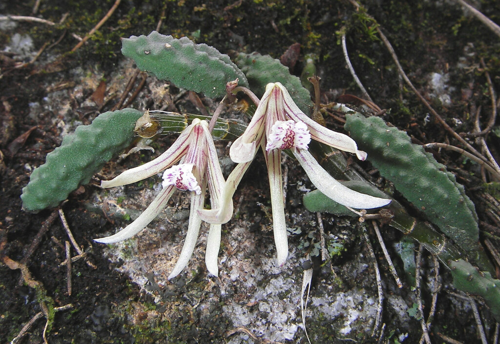 Dendrobium cucumerinum