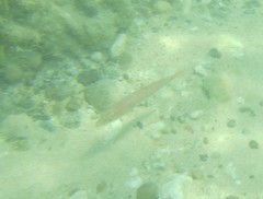 Halichoeres dispilus