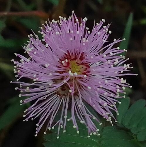 Mimosa pudica