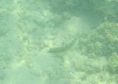 Halichoeres notospilus