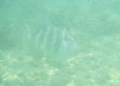 Pseudobalistes naufragium