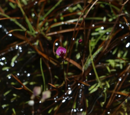 Image of Utricularia lateriflora by (c) Greg Tasney, some rights reserved (CC BY-SA)