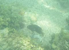 Stegastes acapulcoensis