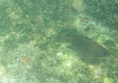Stegastes acapulcoensis