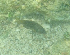 Stegastes acapulcoensis